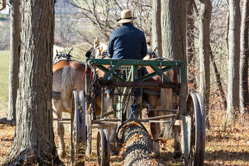 Wall Mural - Amish logger with horses and cart hauling trees in the Autumn
