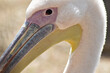 Kolorowa głowa pelikana na rozmytym tle.