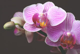 Fototapeta Storczyk - Orchid flower