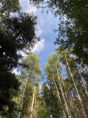 trees in the forest