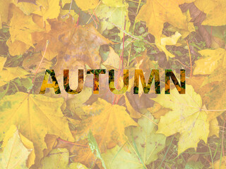 Background of orange maple leaves with congratulatory inscription Autumn