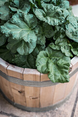 Big green leaves of a rhubarb plant growing in a wooden tub on a garden patio.