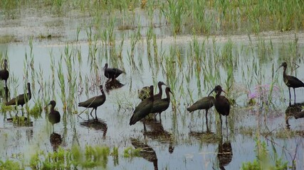 Wall Mural - The glossy ibis (Plegadis falcinellus). A flock of birds in the water in the wetland of the Dniester River