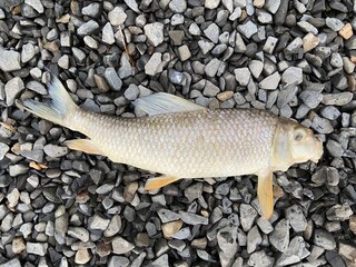 Dead fish on rocks