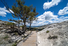 Deformed Tree Along Boardwalks In The Upper Terraces Of Mammoth Hot Springs Geothermal Area Of Yellowstone National Park Wyoming