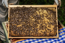 Quality Work Of The Uterus Apis Mellifera Carnica. The Bees Finish Sealing The Cell Larvae With Wax Caps On The Combs. The Beekeeper Is Holding A Frame With A Sealed Brood Of Bees. Styrofoam Hive Open