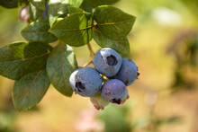 Close Up Of Ripening Blueberries On Bush