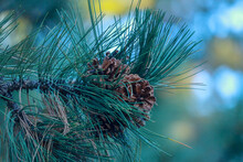Pine Cones Still On A Green Pine Tree