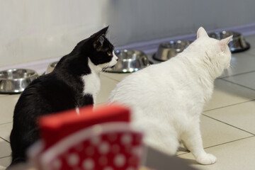 two cats, white and black and white in the cat shelter, in the background a few bowls for food