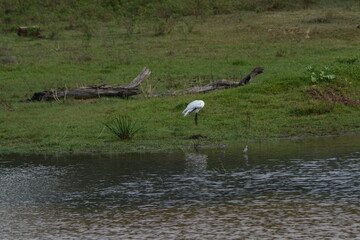 The bird hunting fishing