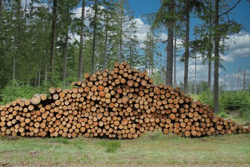 Sticker - Pile of tree logs in a forest with tall trees in the background