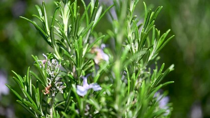 Canvas Print - Bee on the flowers in spring time