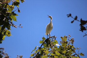  Young egret high atop the treetops
