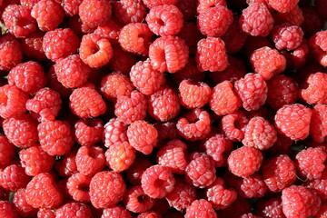 Wall Mural - Texture juicy, ripe, red, berry, raspberries under a sunbeam