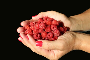 Wall Mural - In female palms lies red, juicy raspberries