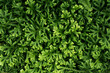 Top view green fern leaf background