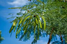 The White Popinac Vegetable Or (Leucaena Leucocephala - In Latin) Photogrpahed At Close Range On The Branches With The Clear Blue Sky As Background.