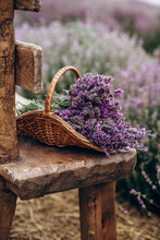 Wicker Basket Of Freshly Cut Lavender Flowers On A Natural Wooden Bench Among A Field Of Lavender Bushes. The Concept Of Spa, Aromatherapy, Cosmetology. Soft Selective Focus.
