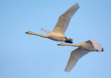 Pair Of Adult Whooper Swans (cygnus Cygnus) Fly Over Blue Sky Together