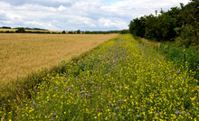 Blue Flowering Bundle And Yellow Mustard As A Forage Belt Along A Wheat Field For Bees And Insects. The Landscape Is More Varied When The Field Is Bordered By A Flowering Crop
