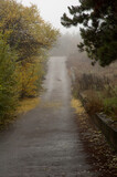 Fototapeta  - road in the forest in the fog