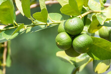 Green Lemon Lime On Tree In Garden,Fresh Lime Green On The Tree With Light Bokeh Background