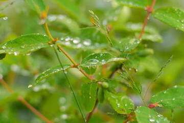 plants after rain