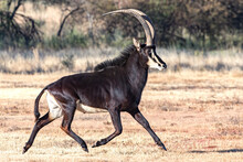 Sable Body Sable Antelope Free Stock Photo - Public Domain Pictures