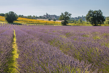 Summer view of medieval village with lavender field in the marche region, Italy