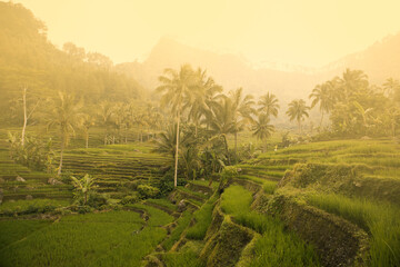 Wall Mural - morning atmosphere in the rice fields