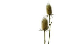 A Thistles  Prickly Plant  Isolated On The White Background