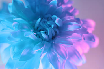 Wall Mural - Close up Beautiful flowers in neon light. Minimalism retro style concept. 80s. Background pattern for design.