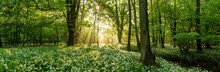 Green Forest In Summer At Sunrise. Panorama Of A Secluded Glade With Sun Rays Shining Onto A Sea Of Ramsons. White Bear's Garlic Flowers In Tree Shade.