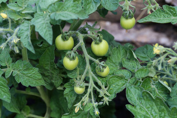 Green tomatoes ripen on a bush in a garden