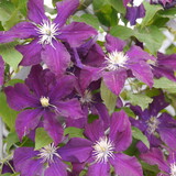 Fototapeta Kwiaty - clematis warsaw nike purple