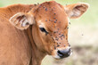 portrait of a limousin calf with flies on his face