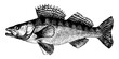 Zander, Pike-perch, Fish collection. Healthy lifestyle, delicious food. Hand-drawn images, black and white graphics.