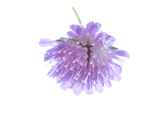 Poster - purple flowers of a bastard on a white background