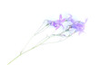 © enskanto - bluebell flower on white background