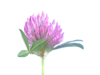 Canvas Print - pink clover flower on a white background