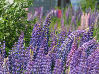 Poster - Lupine flowers in the forest. summer