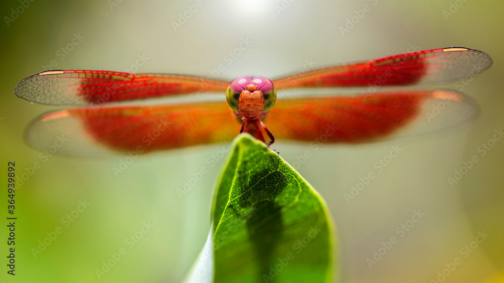 colorful dragonfly on a leaf , macro photography of this elegant and ...