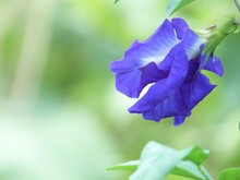 Selective Focus Shot Of A Purple Butterfly Pea Flower Growing In The Garden