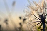 Fototapeta Dmuchawce - Dandelion on Field at Sunset In Nature