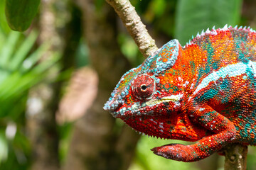 Sticker - Colorful chameleon on a branch in a national park on the island of Madagascar