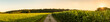 Panorama shot of rural path between fields of maize and soy leading to forest