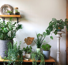 Different House plants in living room with decorations on the table Stylish composition of home garden industrial interior. Urban jungle interior with houseplants. Nice green concept for magazine.

