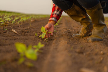 Farmer inspecting young crops in field. 