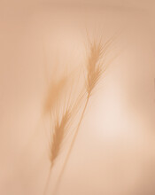 Close Up Of Wheat Ears