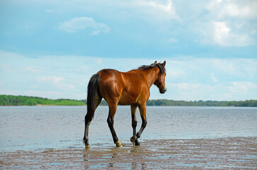 One bay young horse is walking on the beach near the water.